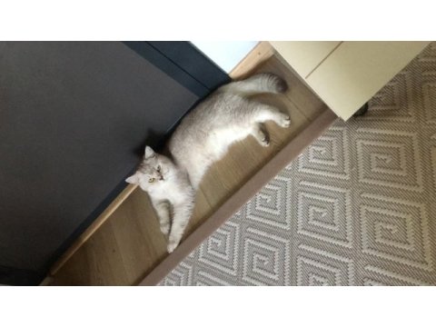 Kedimizi sahiplendirme