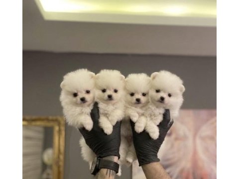 Pomeranian boo dişi erkek