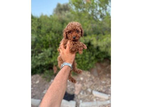 Toy poodle yavrularımız