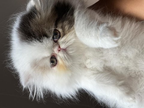 Safkan persian sadece en iyisini isteyenler için