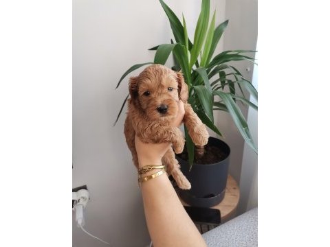 Anne altından rezerveye açık maltipoo yavrularımız