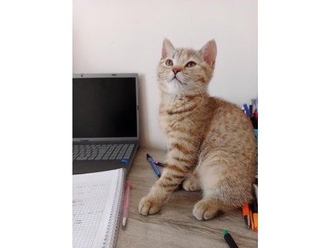 Kedimiz güneş hanım