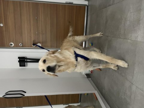 7 aylık erkek orjınal golden retriever