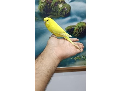 Dişi evcil muhabbet kuşu