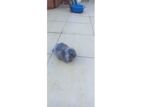 Hollanda lop tavşan yavrusu