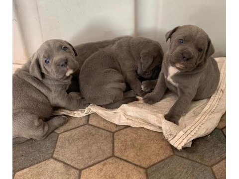 Daha ıyısı varsa buyrun gorelım secerelı safkan cane corso
