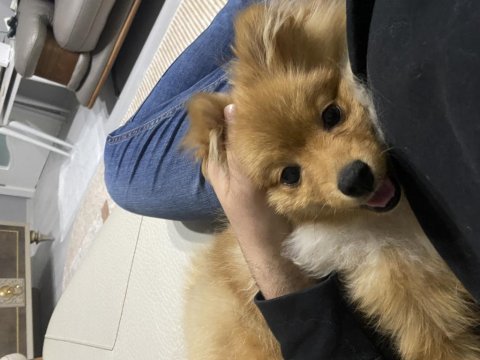 5 aylık dişi pomeranian spitz komut biliyor
