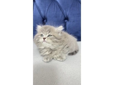 2.5 aylık erkek british longhair kedim