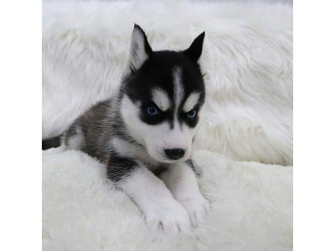 Husky sibirya yavruları