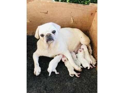 Egzotik beyaz pug yavrularım özel olmak istiyorum diyorsan
