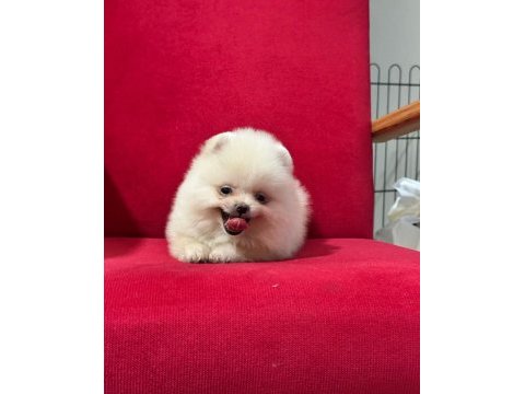 3 aylık pomeranian yavru