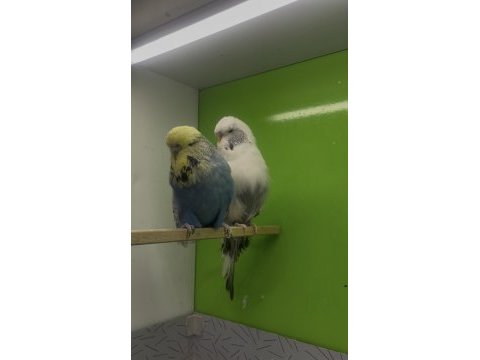 Show jumbo muhabbet kuşu