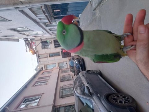 Erkek alexander elde konuşur kahkaha atar