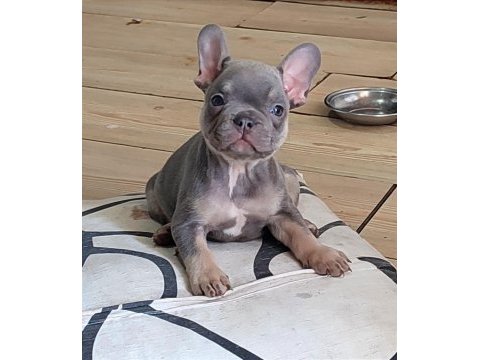 A kalite egzotik lilac tan isabella french bulldog