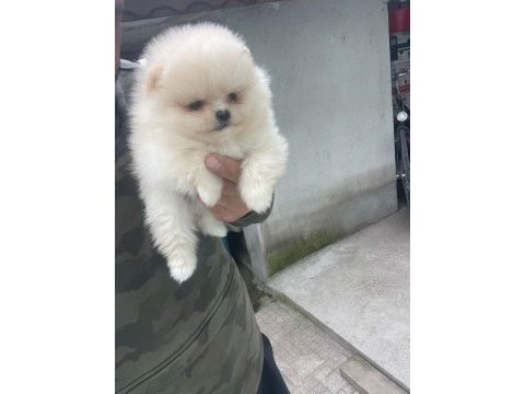 Teddy bear boo yavrular taksitle heryere gönderilir