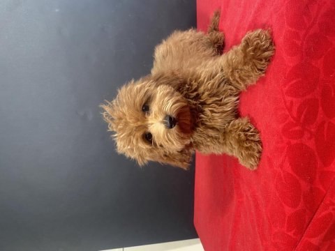 14 şubat doğumlu maltipoo oğlumuz