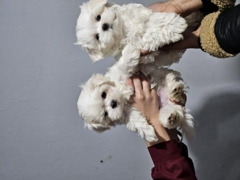 Safkan 0 numara kore maltese bebekler