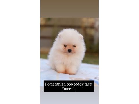 Pomeranian boo teddy