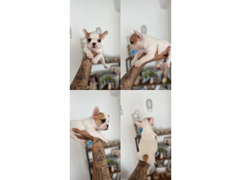 French bulldog yavru