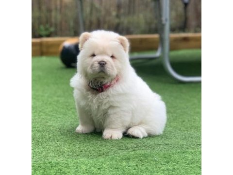 A kalite chow chow yavrular