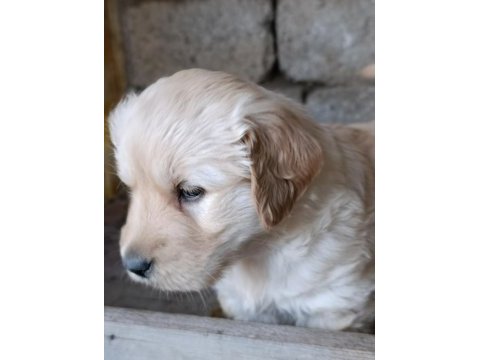 Baby face golden retriever yavrular