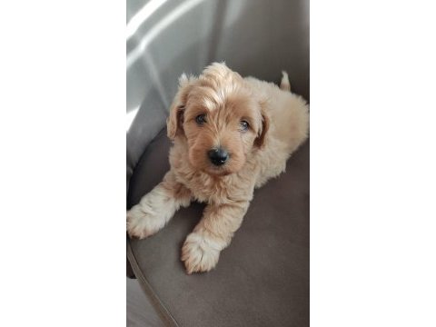 3 aylık erkek maltipoo