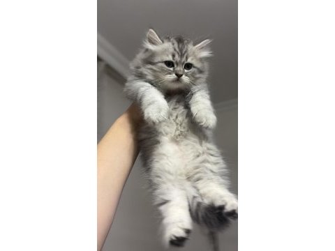 Minnoş yavrucaklarımız ayı surat