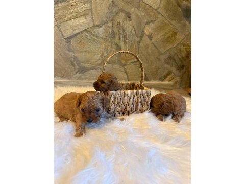 Maltipoo cinsi yavrularımız