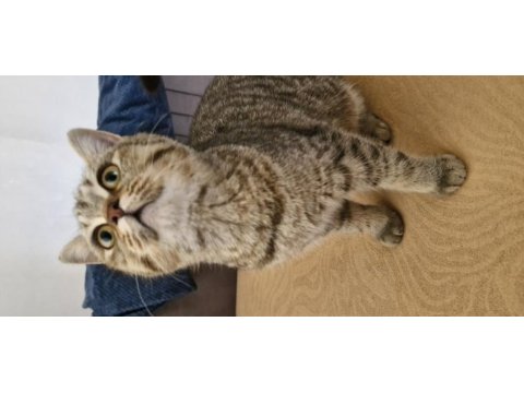 9 aylık dişi british shorthair bursa