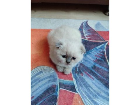 27 mart doğumlu scottish fold yalova merkez