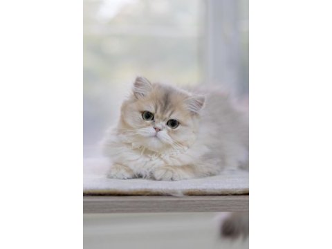 British longhair ay11 dişi