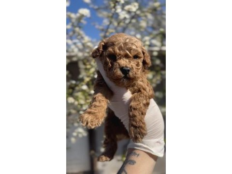 Toy poodle yavrular ırk sağlık garantili