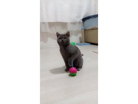 Akıllı ve uygun british shorthair