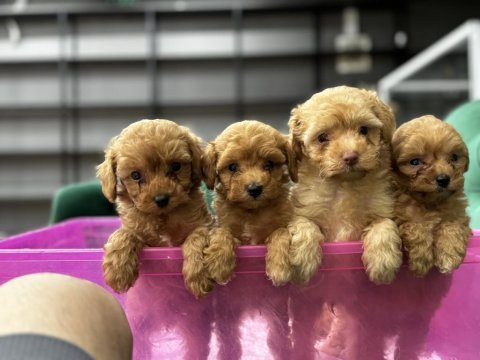 Koyu kahve maltipoo yavrularım