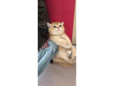 Golden british shorthair güzellikler teslime hazır