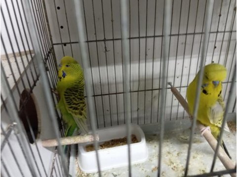 Muhabbet takımlar renk renk çeşit yavrulu yumurtalı