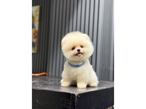 Sağlık ve ırk garantili pomeranian