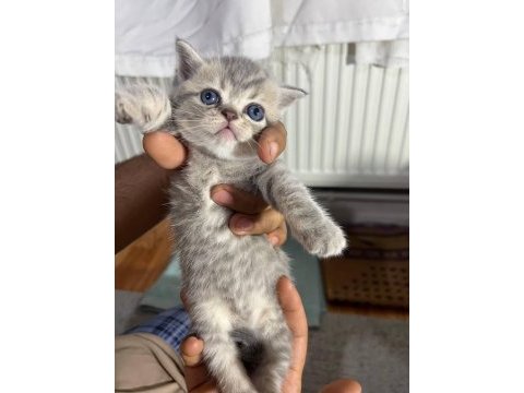 Scottish fold 4 yavru