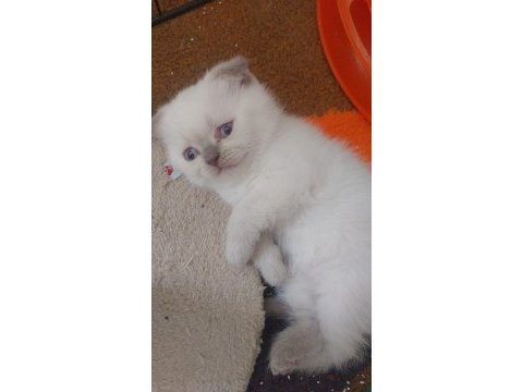 Yavru scottish fold kedilerim