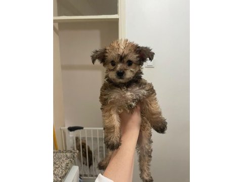 Morkie terrier yavrular