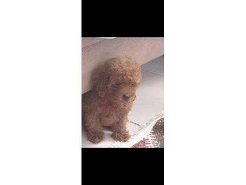Irk ve sağlık garantili kore poodle yavrular