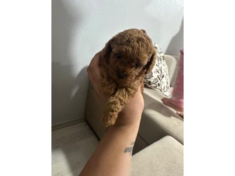 Dişi ve erkek toy poddle yavrularımız