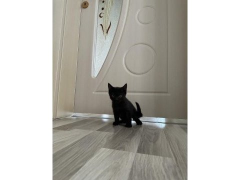 Ücretli sahiplendirme british shorthair