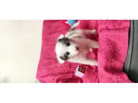Border collie