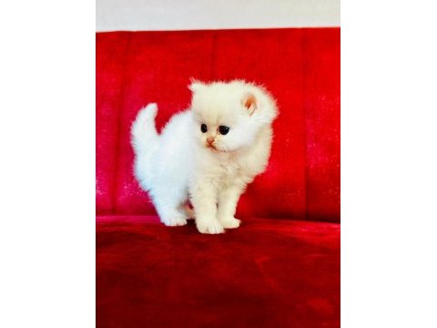 British shorthair ve longhair yavrular