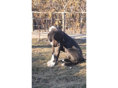 Great dane (danua a şecereli )