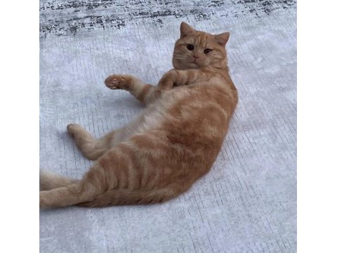Kedimizin adı bal alıcıya şimdiden teşekkür ederiz
