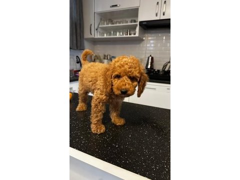 Acil poodle satılık aşılı