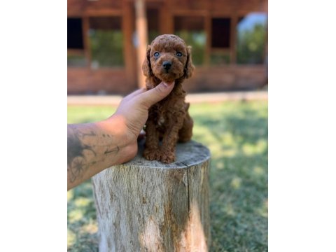 Aile ortamında büyüyen toy poodle yavruları