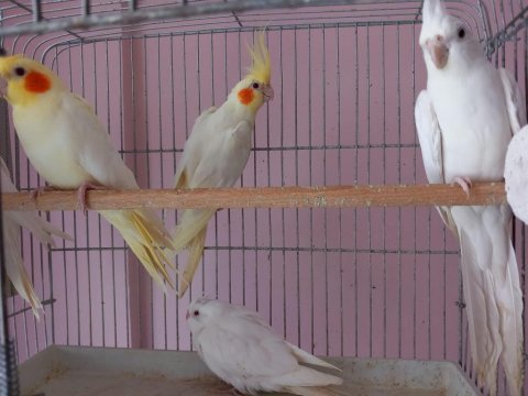 Sağlıklı sultan papağanı yavruları